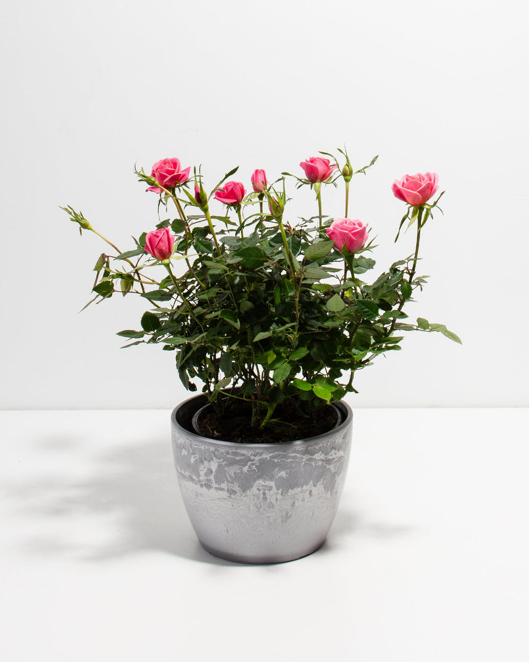 are roses indoor plants Pink Miniature Roses | Indoor Flowering Plants