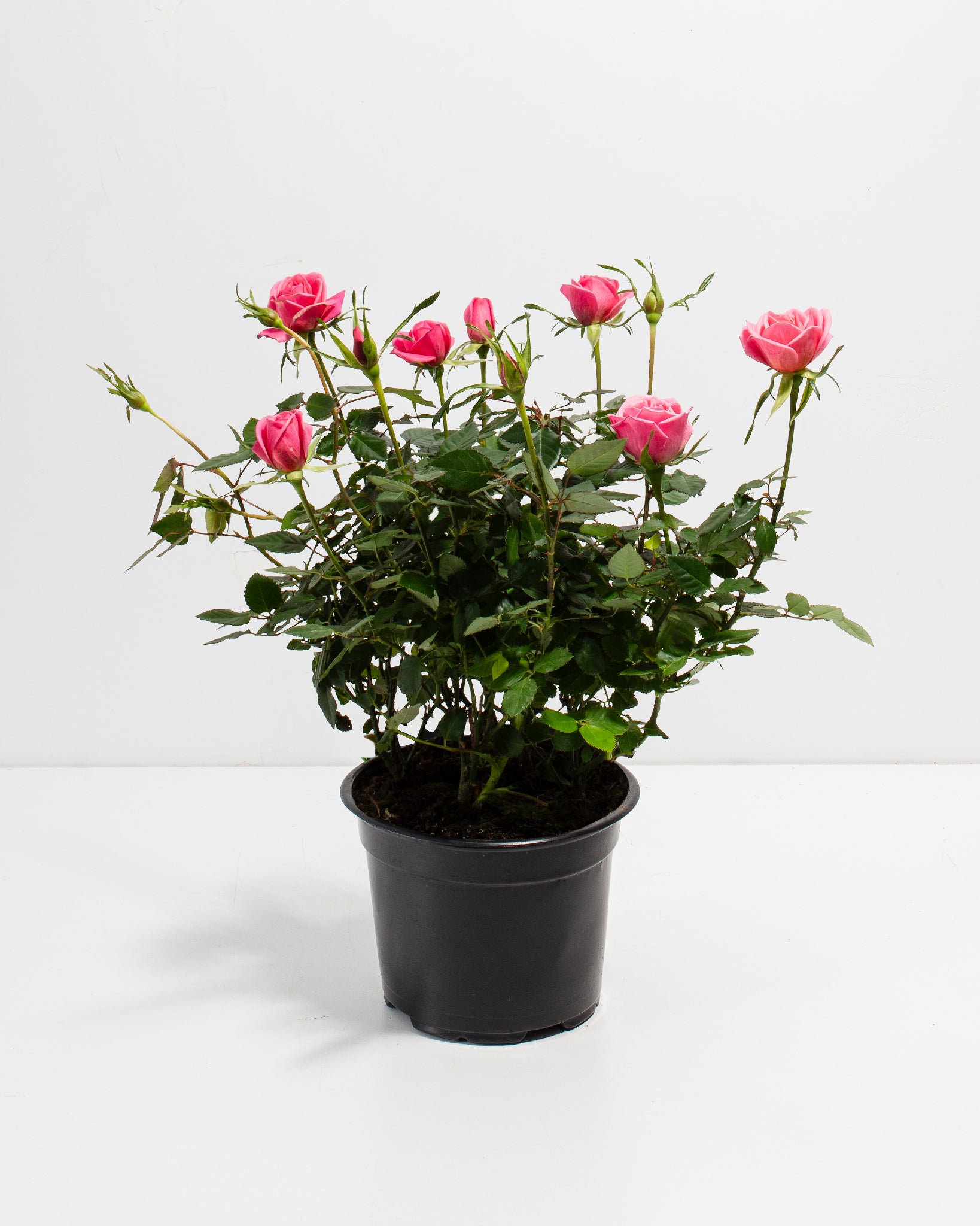 Pink Miniature Roses | Indoor Flowering Plants | Lively Root