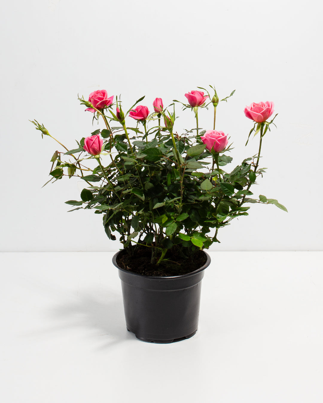 can rose plants live indoors Pink Miniature Roses | Indoor Flowering Plants
