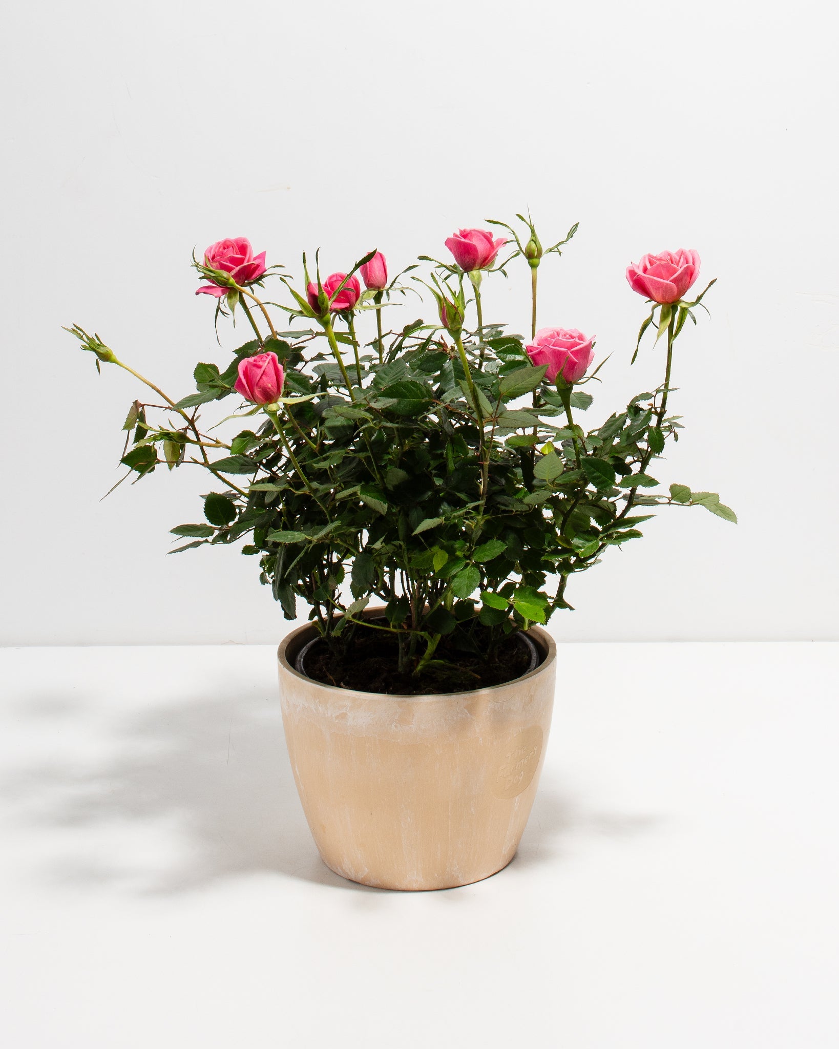 Pink Miniature Roses | Indoor Flowering Plants | Lively Root