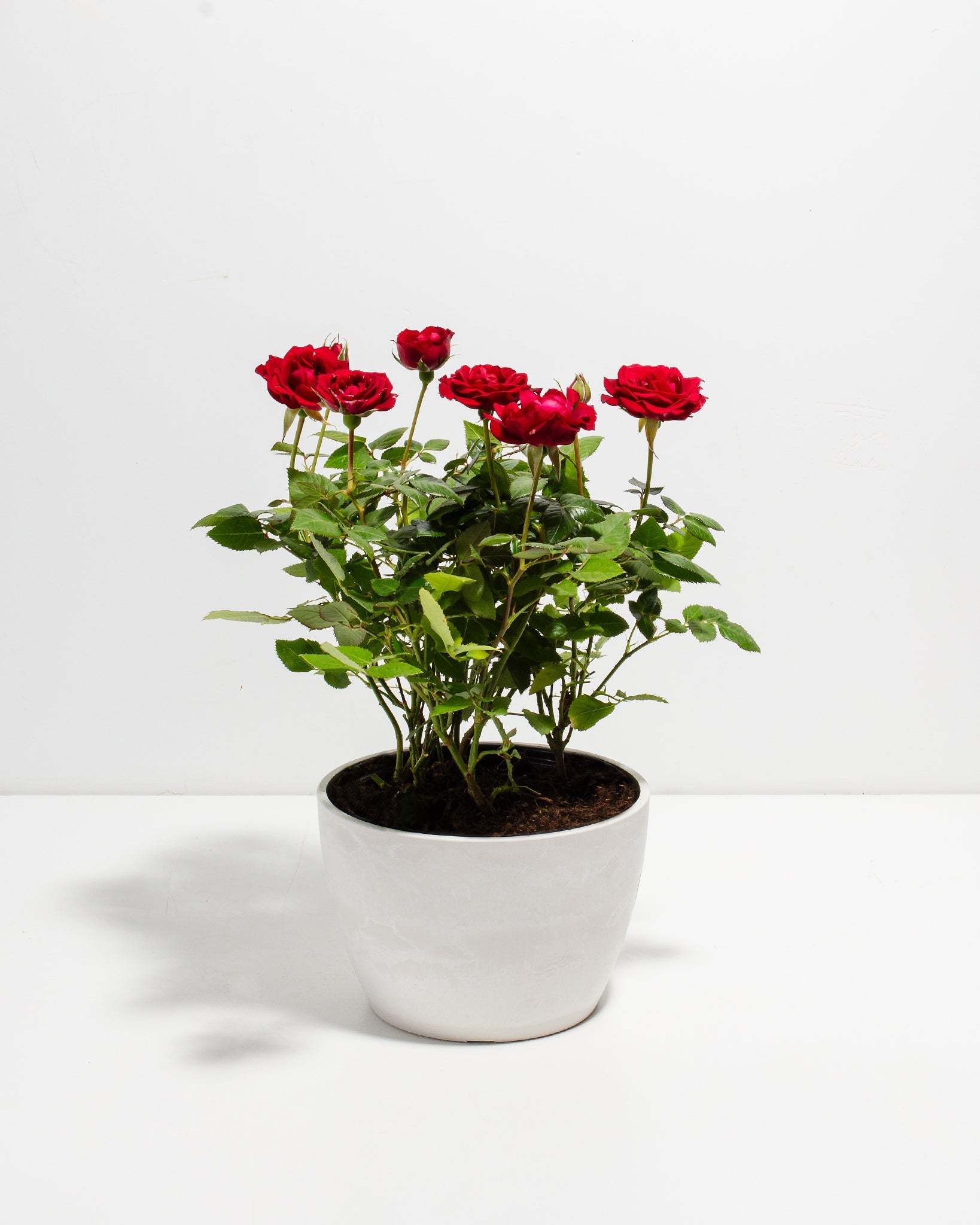 Crimson Red Miniature Roses | Delicate Fragrance Flowers Plant