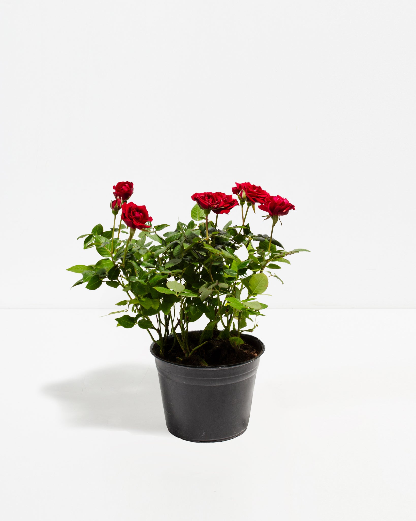 Deep Red Mini Roses Crimson Red Miniature Roses | Delicate Fragrance Flowers Plant