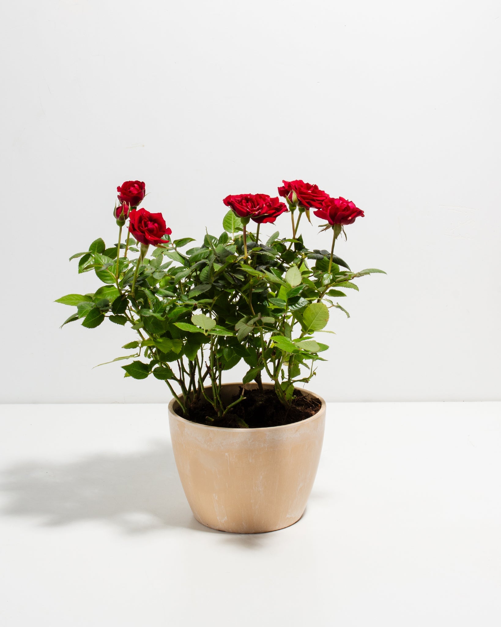 Crimson Red Miniature Roses | Delicate Fragrance Flowers Plant