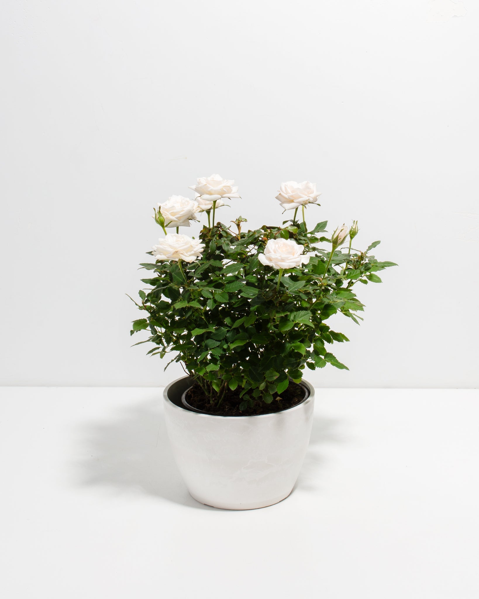 Snow White Miniature Roses | Delicate Fragrance Flowers