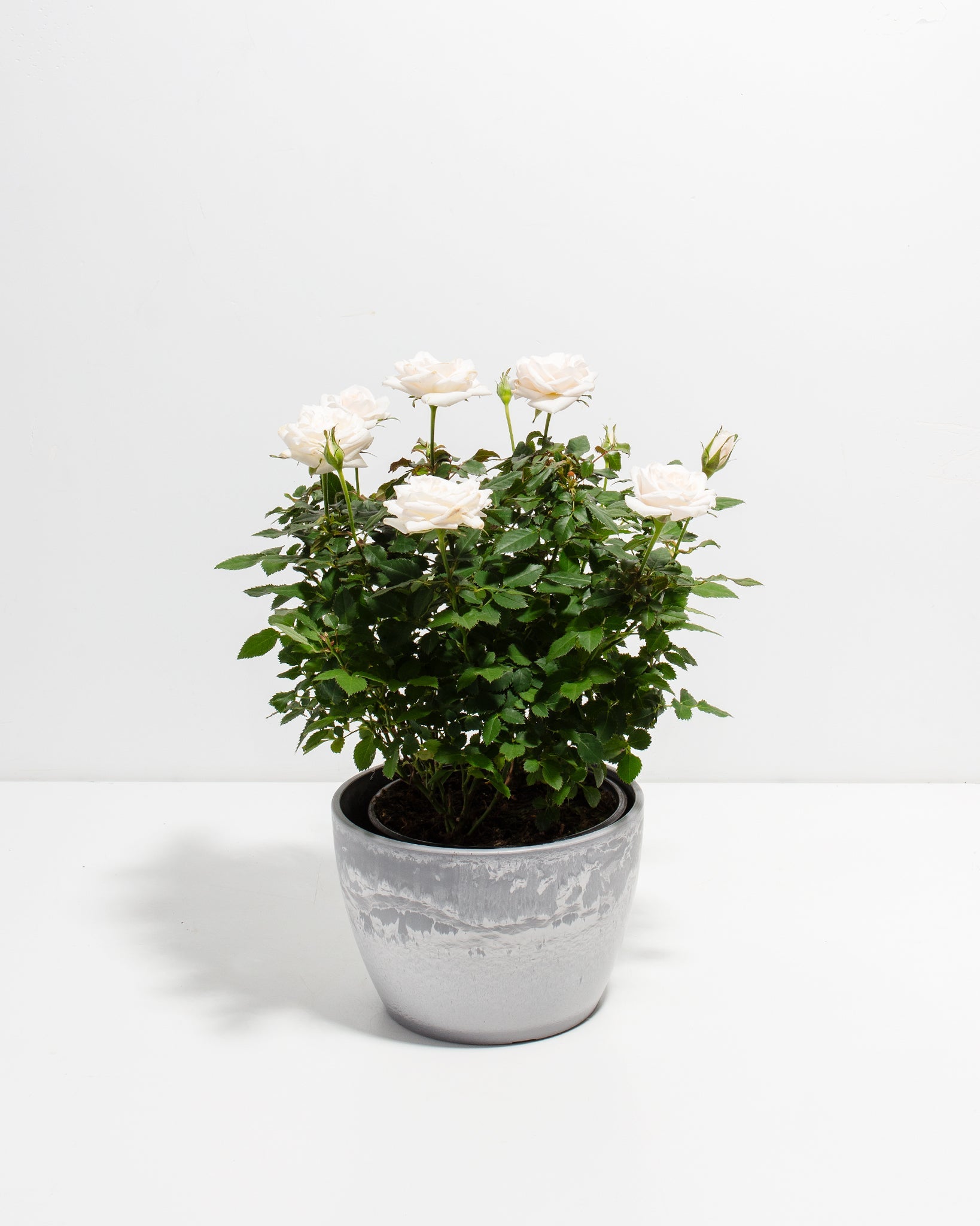 Snow White Miniature Roses | Delicate Fragrance Flowers