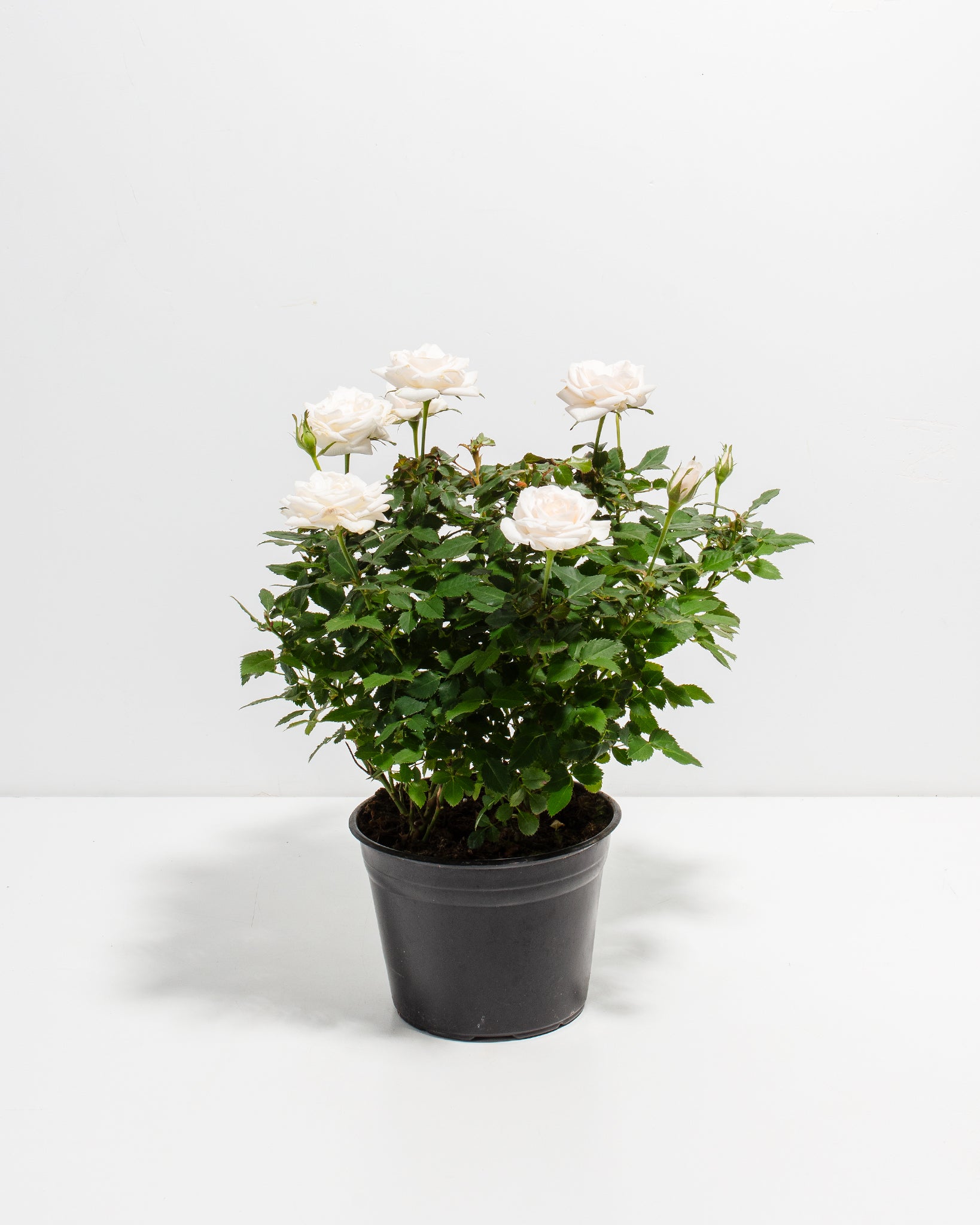 Snow White Miniature Roses | Delicate Fragrance Flowers