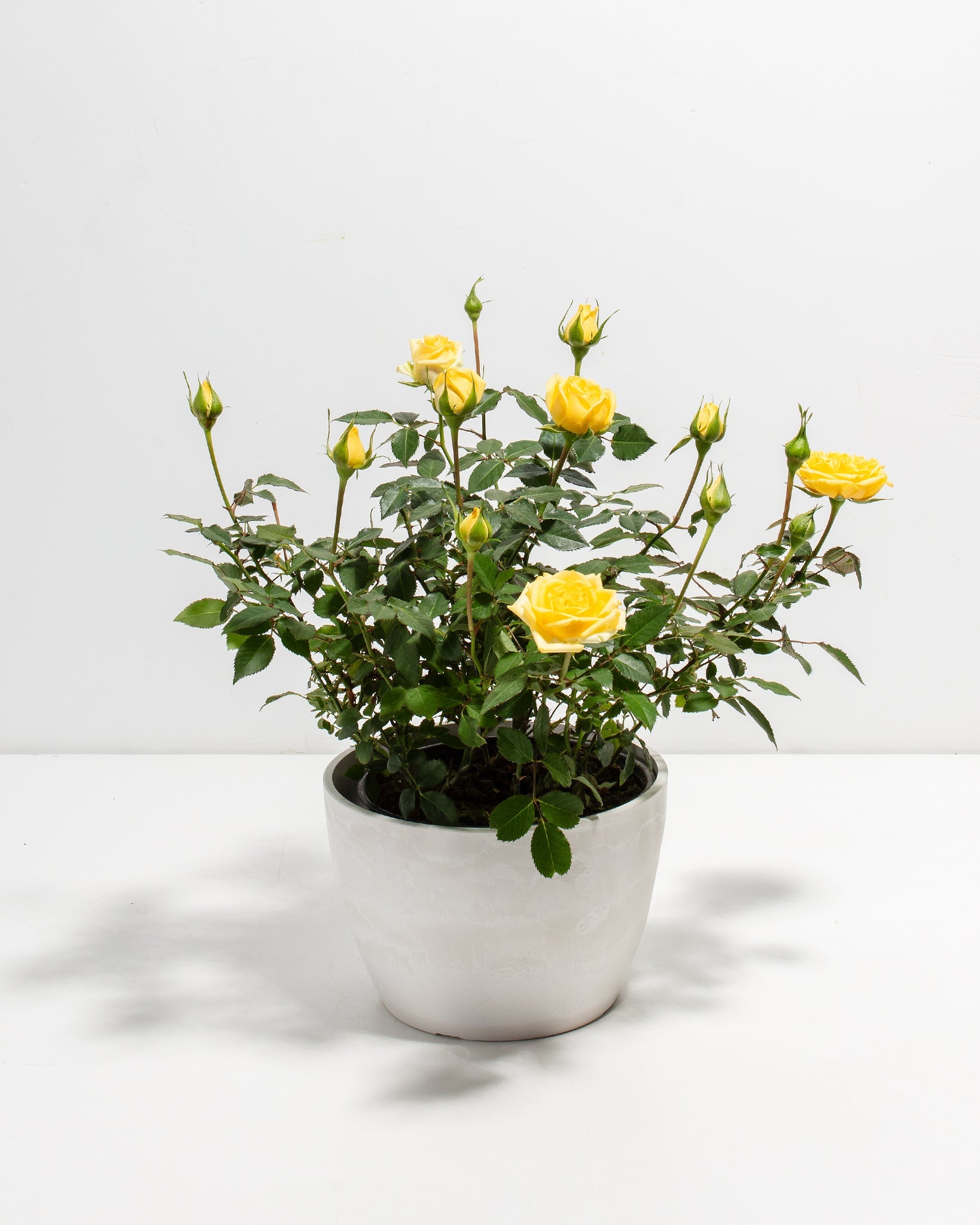 Lemon Yellow Miniature Roses | Delicate Fragrance Flowers Plant
