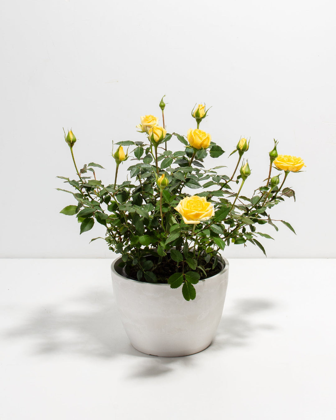 yellow rose pot plant Lemon Yellow Miniature Roses