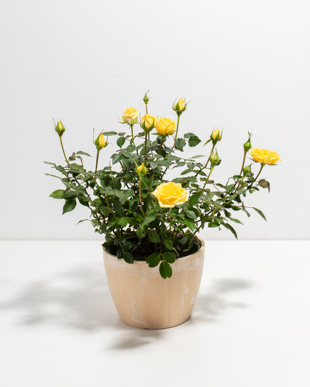 Lemon Yellow Miniature Roses | Delicate Fragrance Flowers Plant Lemon Yellow Miniature Roses | Delicate Fragrance Flowers Plant