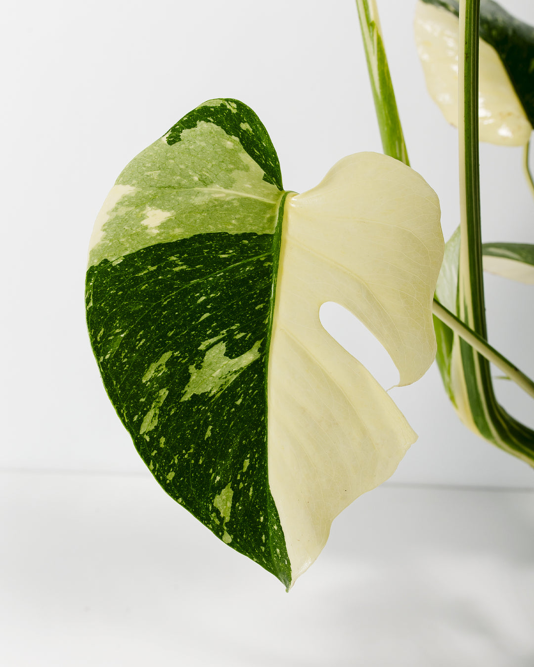 monstera thai constellation price Thai Monstera Constellation | Including Care Guide