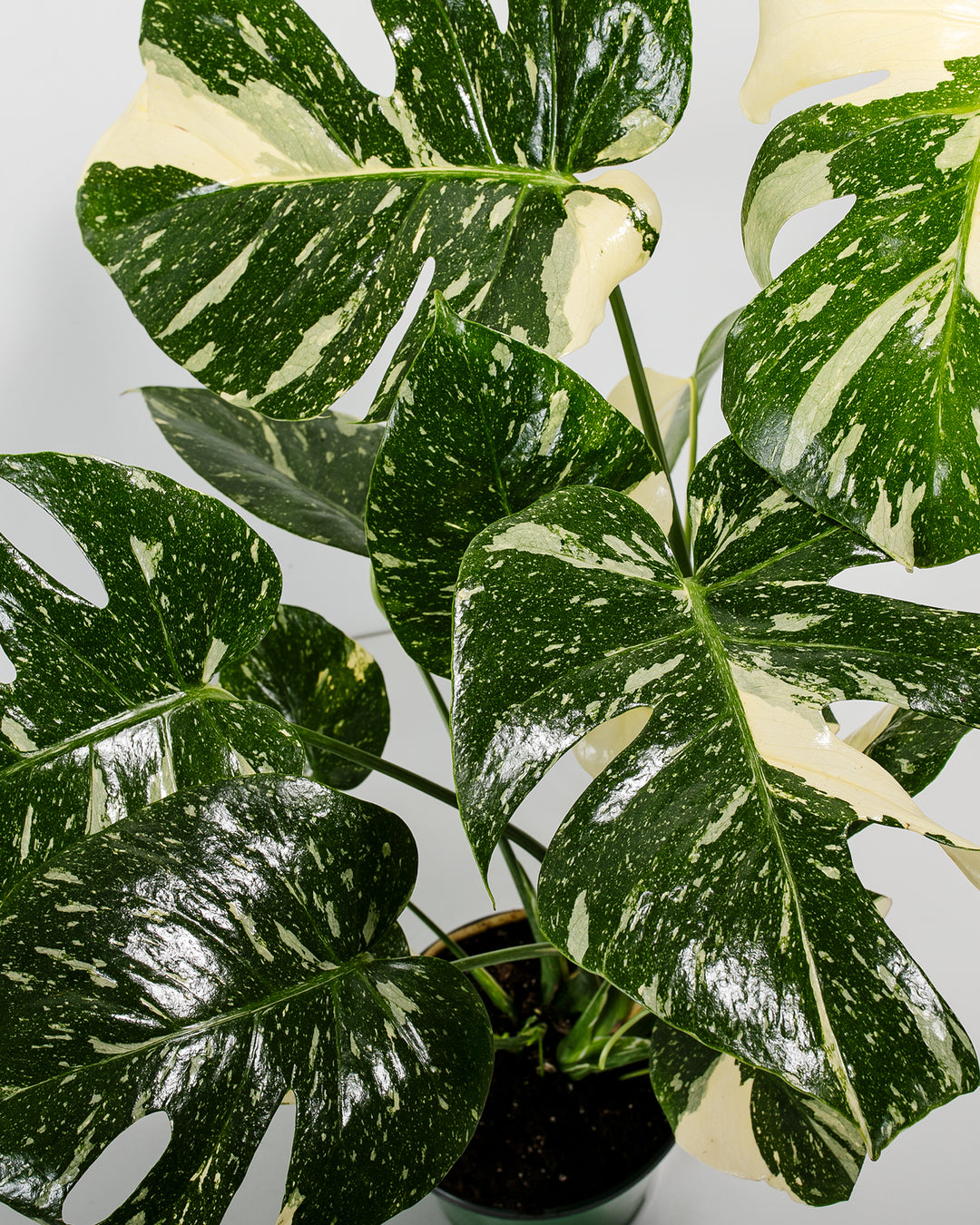 thai constellation monstera growth rate Thai Monstera Constellation | Including Care Guide