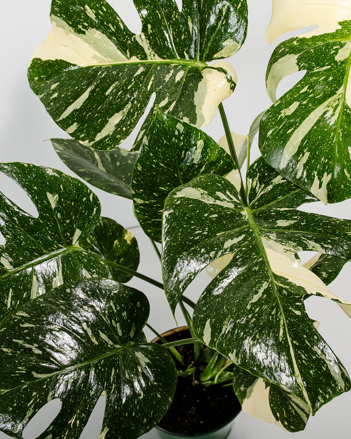 monstera thai constellation nearby Thai Monstera Constellation | Including Care Guide