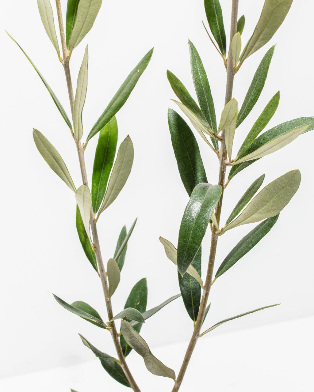 Indoor Olive Tree For sale: Full Care Guide & Plant Insights