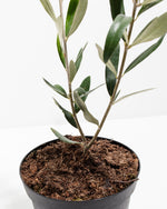Indoor Olive Tree Featured Image