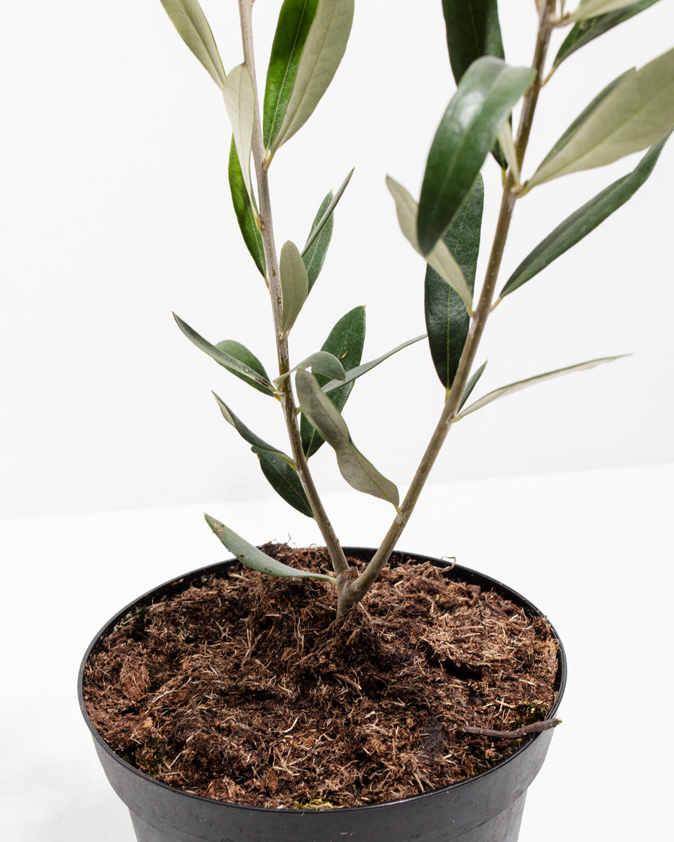 Indoor Olive Tree For sale Full Care Guide & Plant Insights