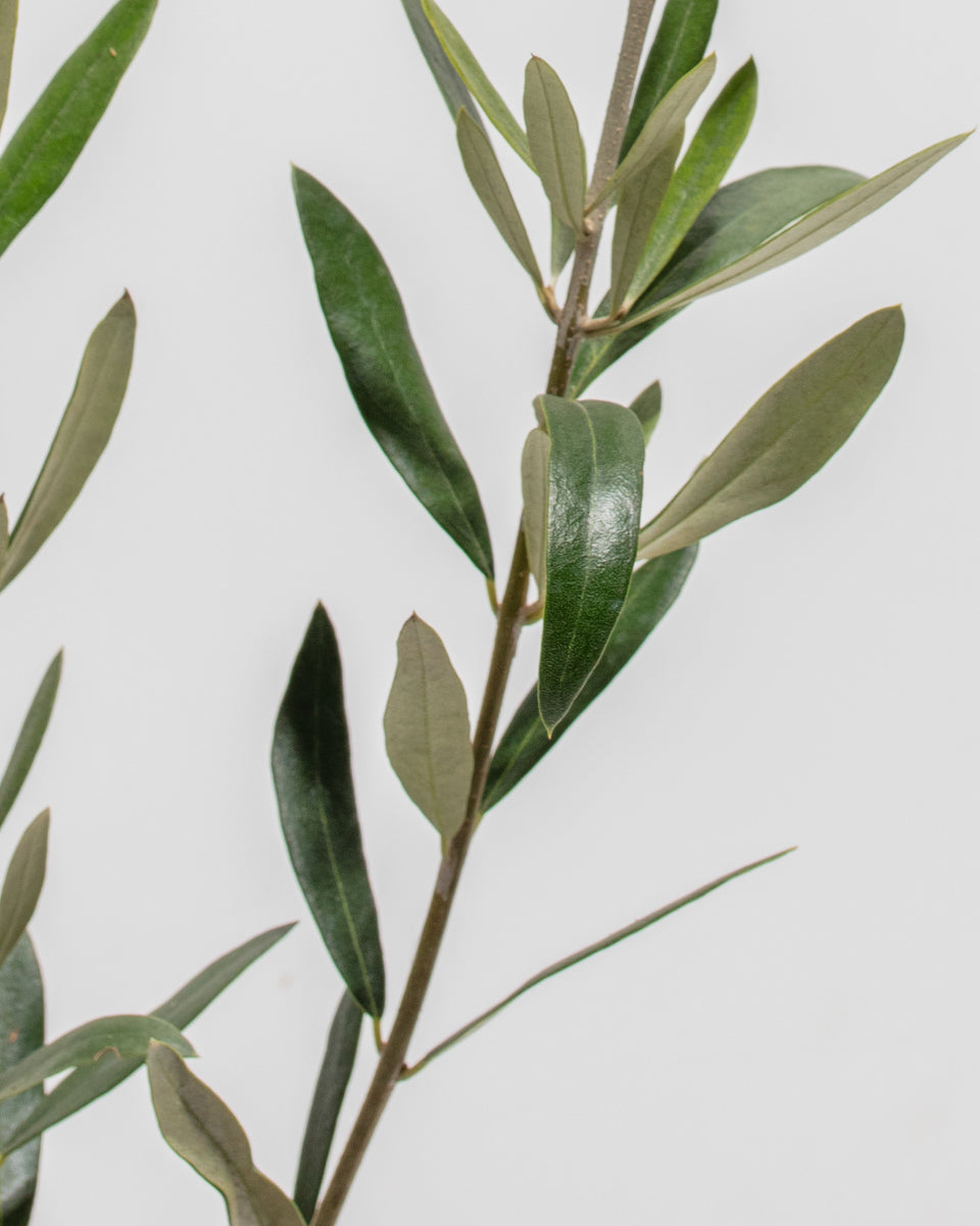 Indoor Olive Tree Featured Image