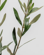 Olive Grove Delight Bundle Featured Image