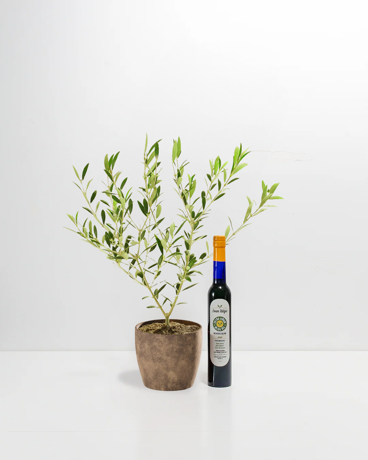 Olive Grove Delight Bundle