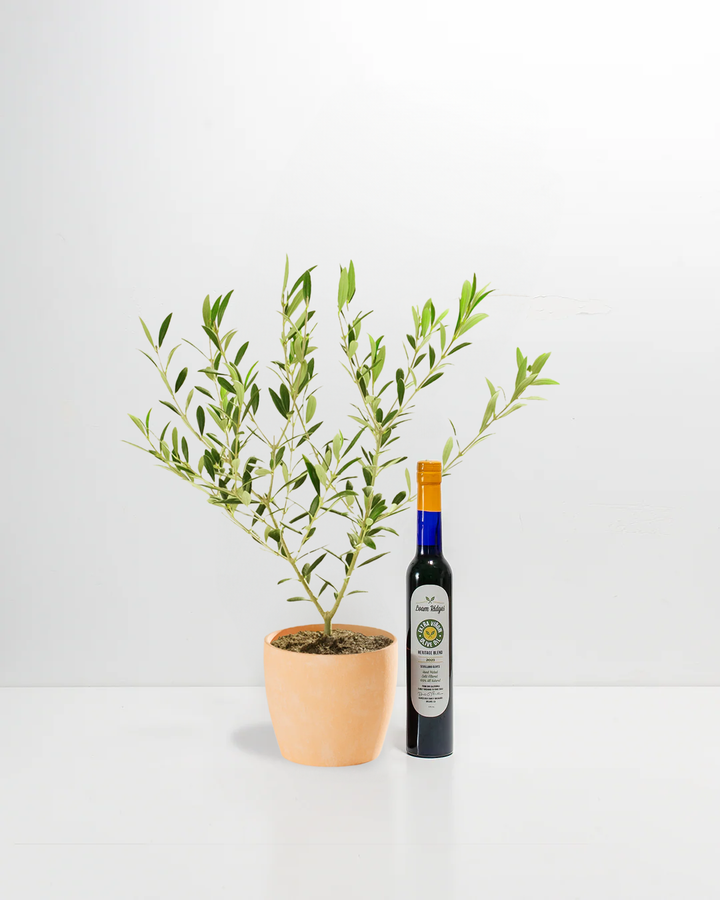 Olive Grove Delight Bundle