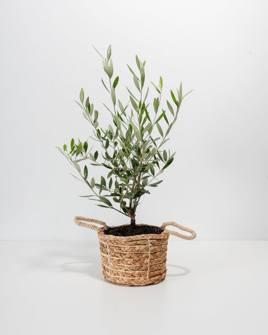 Olive Tree for Sale | Indoor Trees | Lively Root