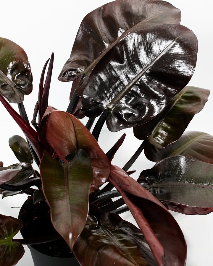 philodendron black cardinal variegated for sale Philodendron Black Cardinal For Sale Including Care Guide