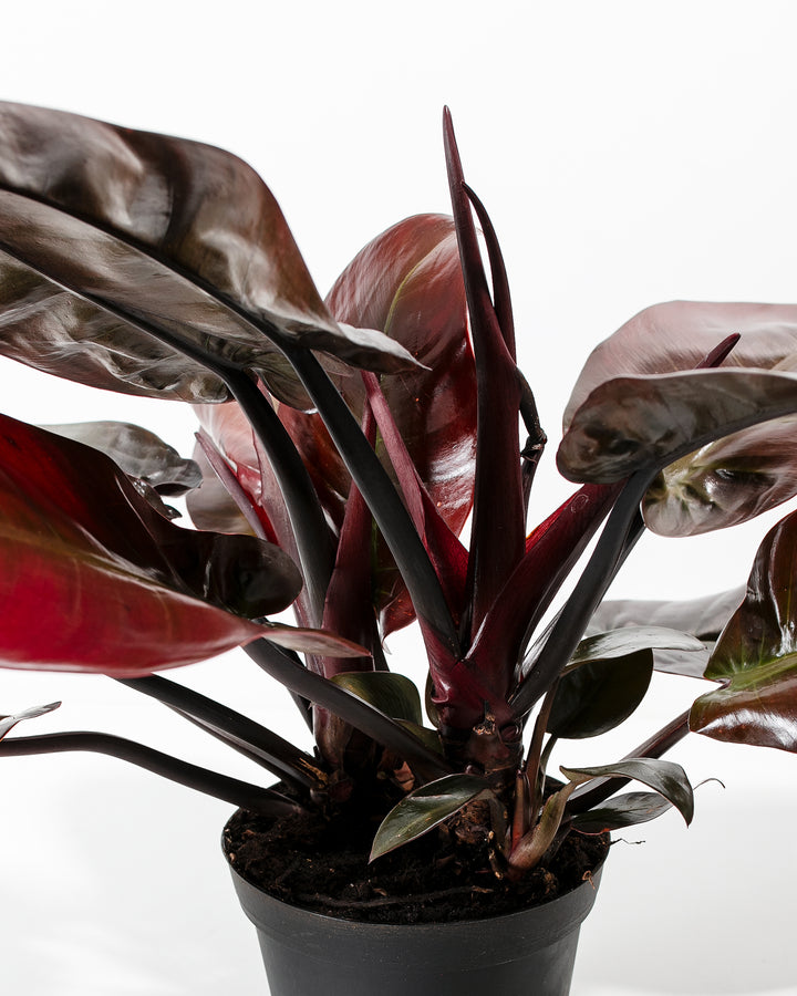 philodendron black burgundy Philodendron Black Cardinal