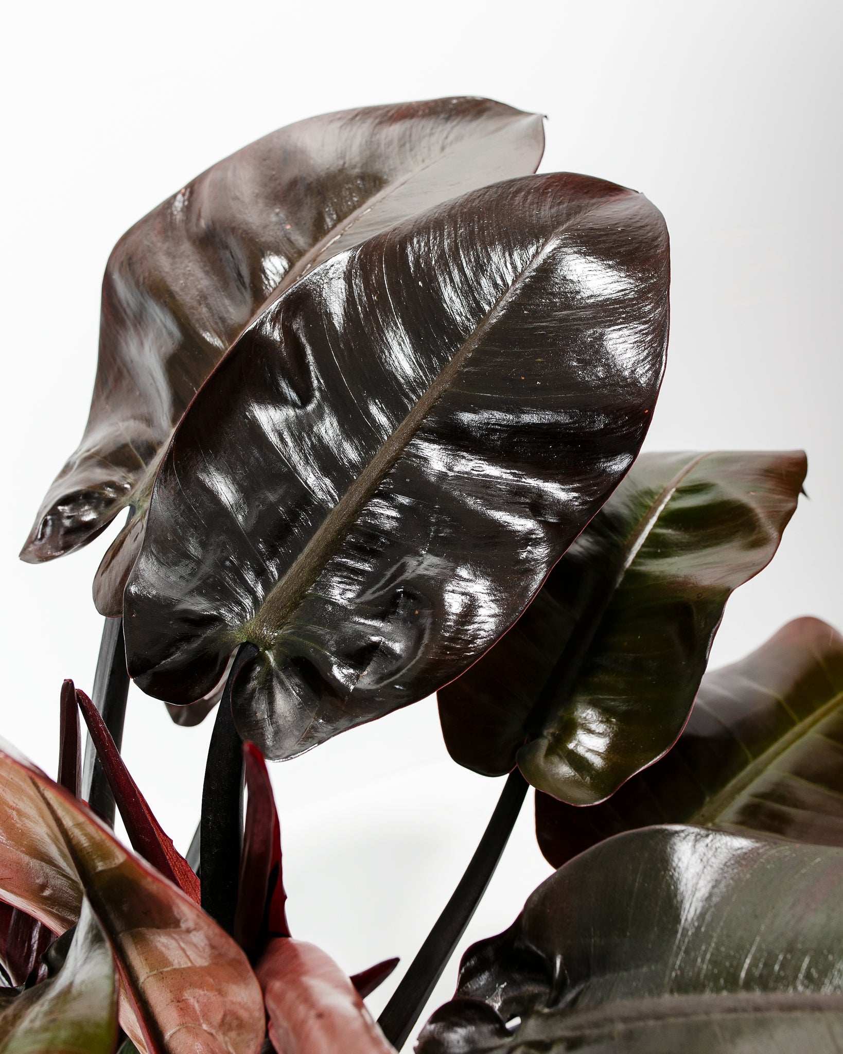dark philodendron vine Philodendron Black Cardinal
