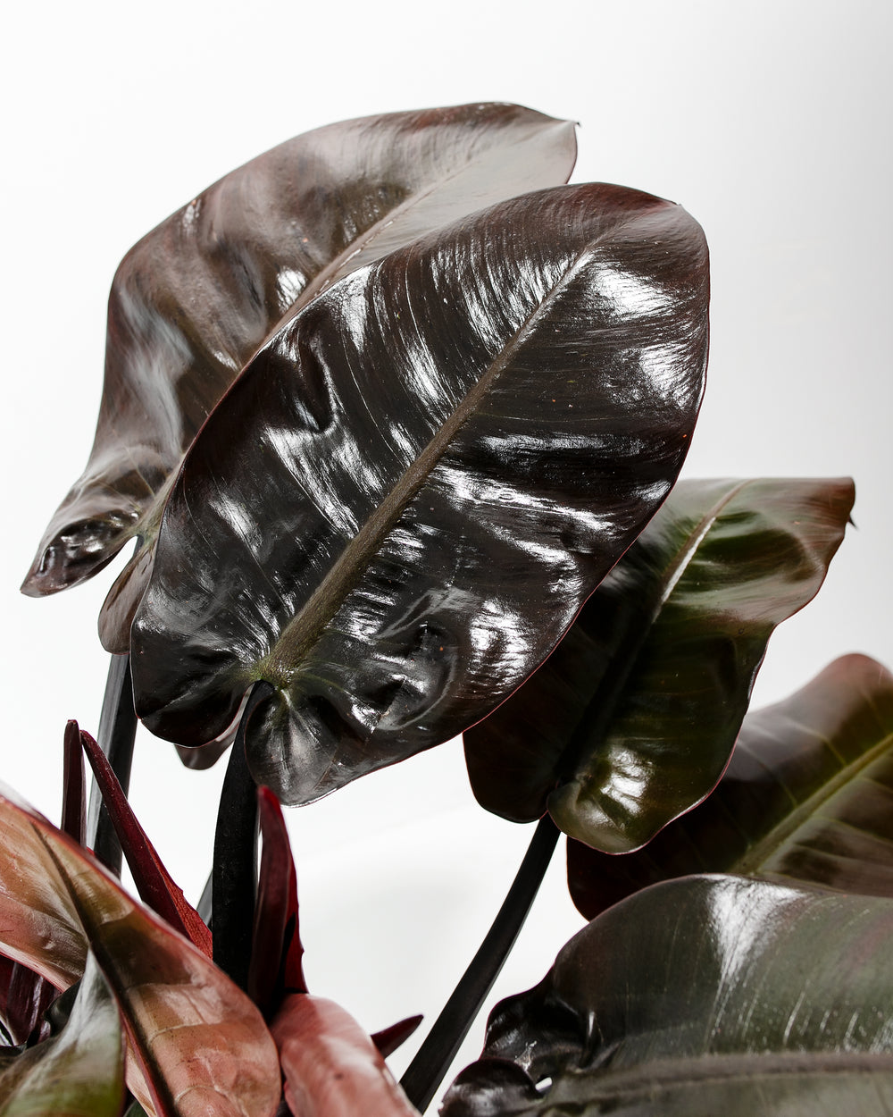 philodendron black cardinal marble Philodendron Black Cardinal