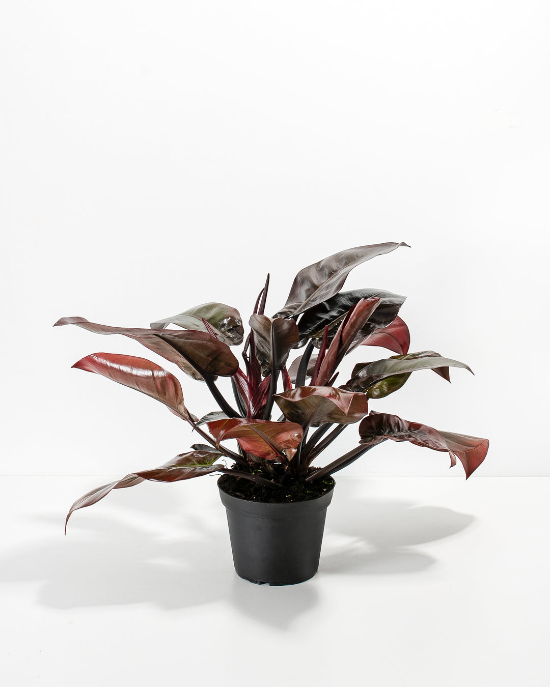 red cardinal plant philodendron Philodendron Black Cardinal For Sale Including Care Guide