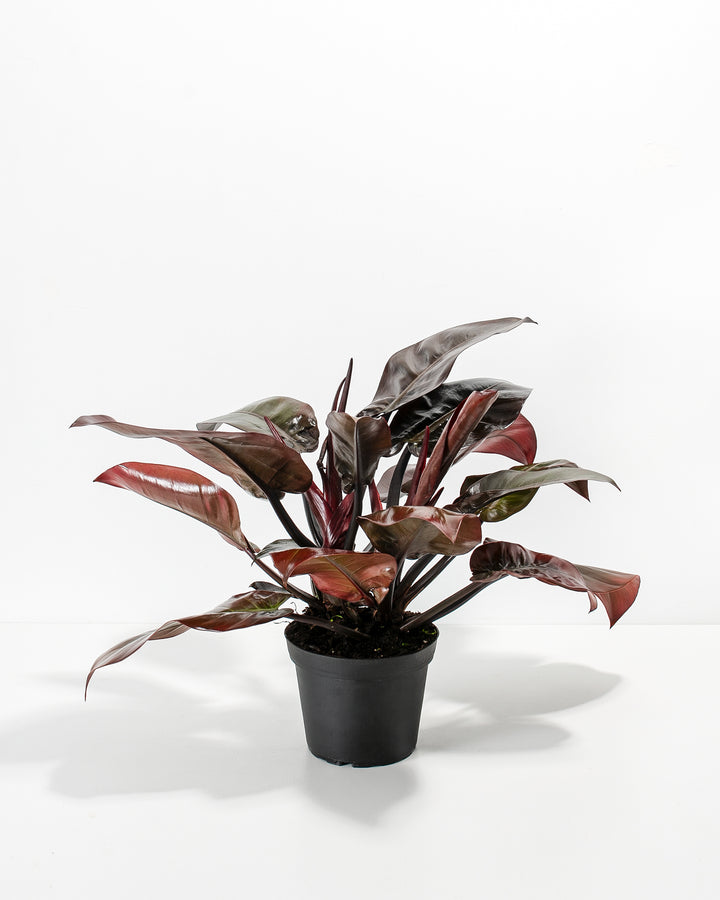 philodendron red black Philodendron Black Cardinal For Sale Including Care Guide