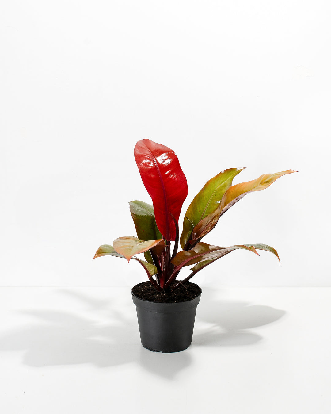 Philodendron Prince of Orange