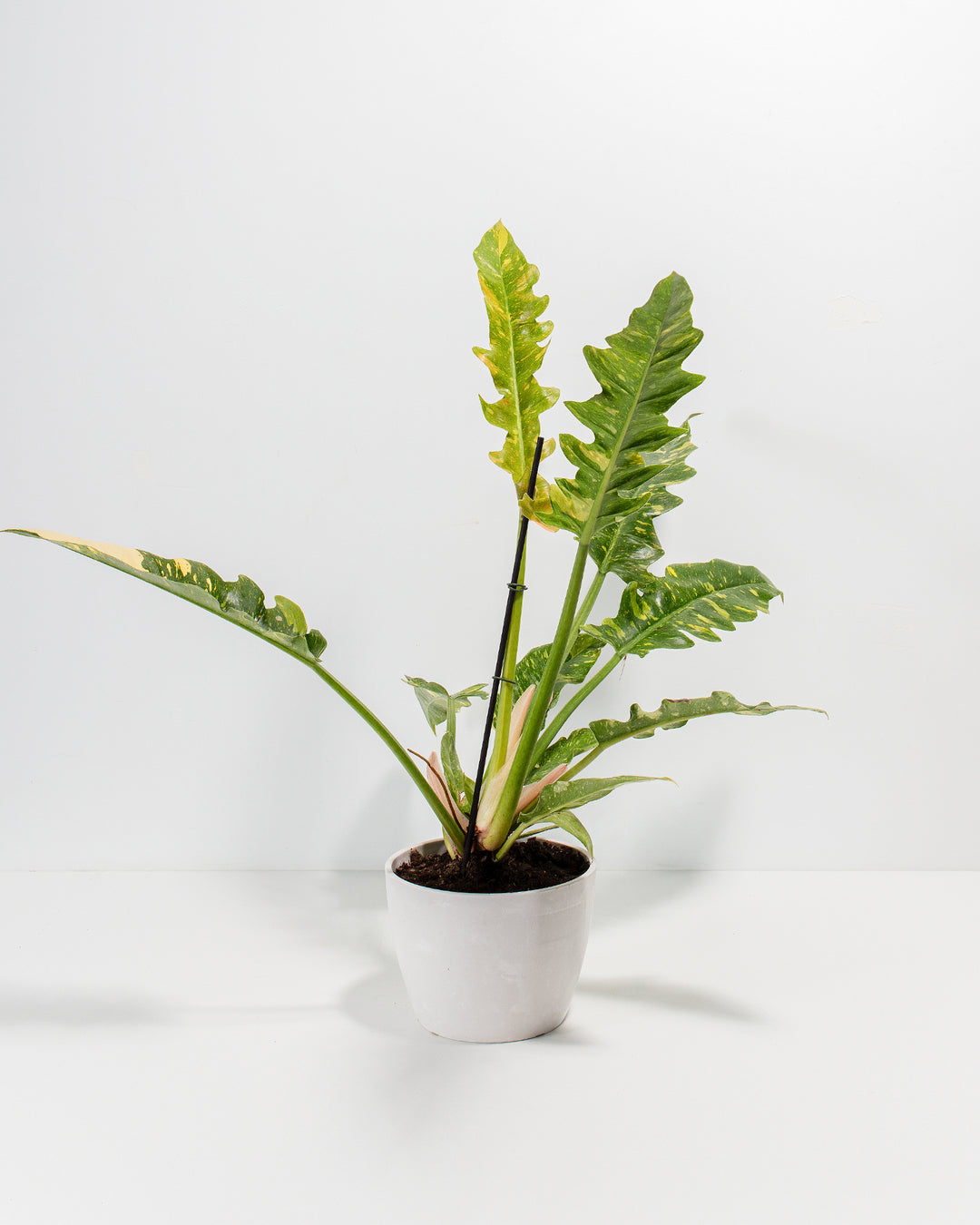 philodendron ring of fire soil mix Philodendron Ring of Fire | Live Plant Delivery