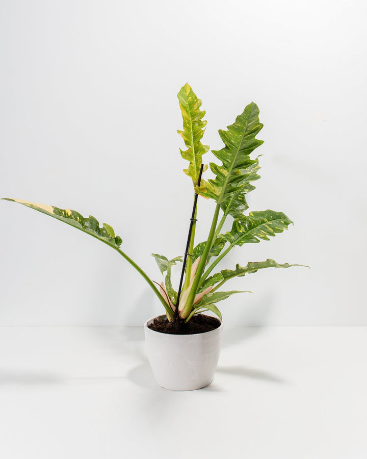 Philodendron Ring of Fire