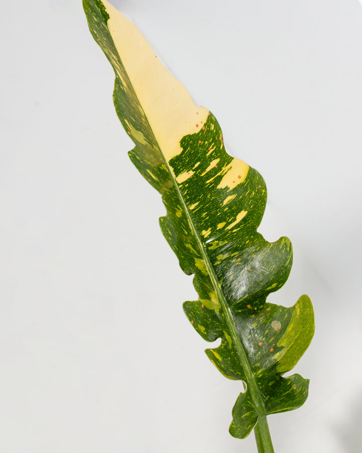 is philodendron ring of fire a climber Philodendron Ring of Fire | Live Plant Delivery