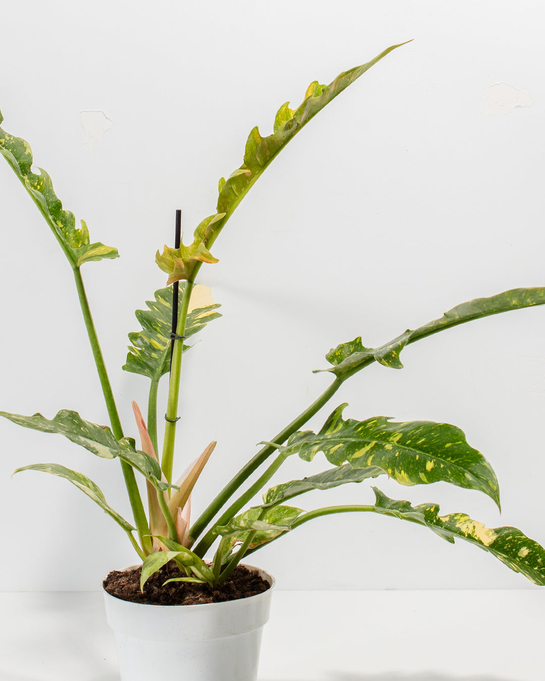 philodendron ring of gold Philodendron Ring of Fire | Live Plant Delivery