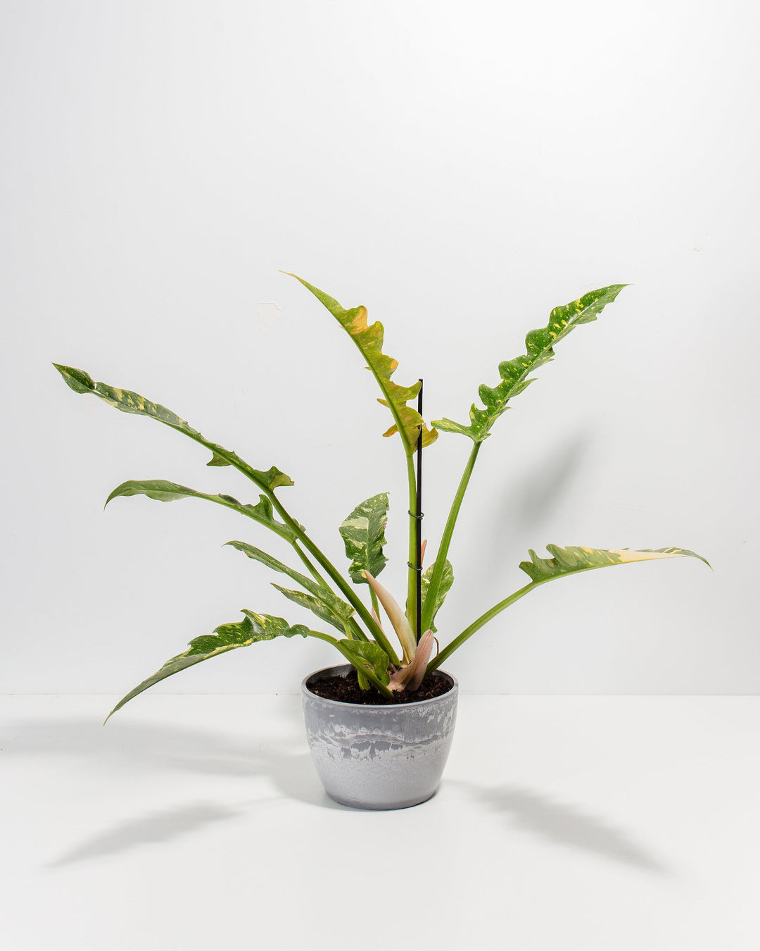 Philodendron Ring of Fire