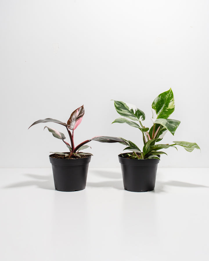 The Royal Sisters - Pink & White Princess Philodendron