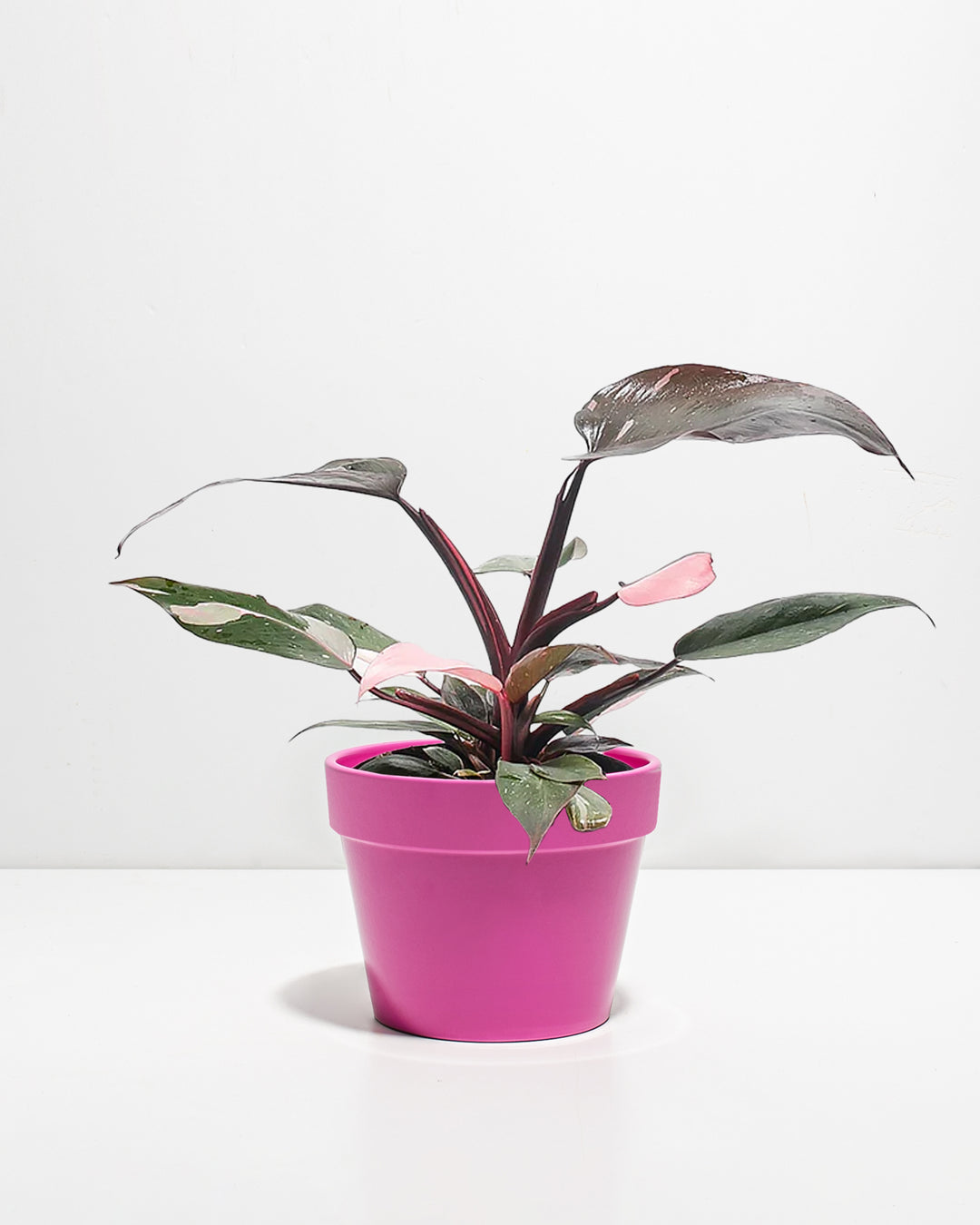 pink philodendron plant for sale Pink Princess Philodendron | Rare Plants