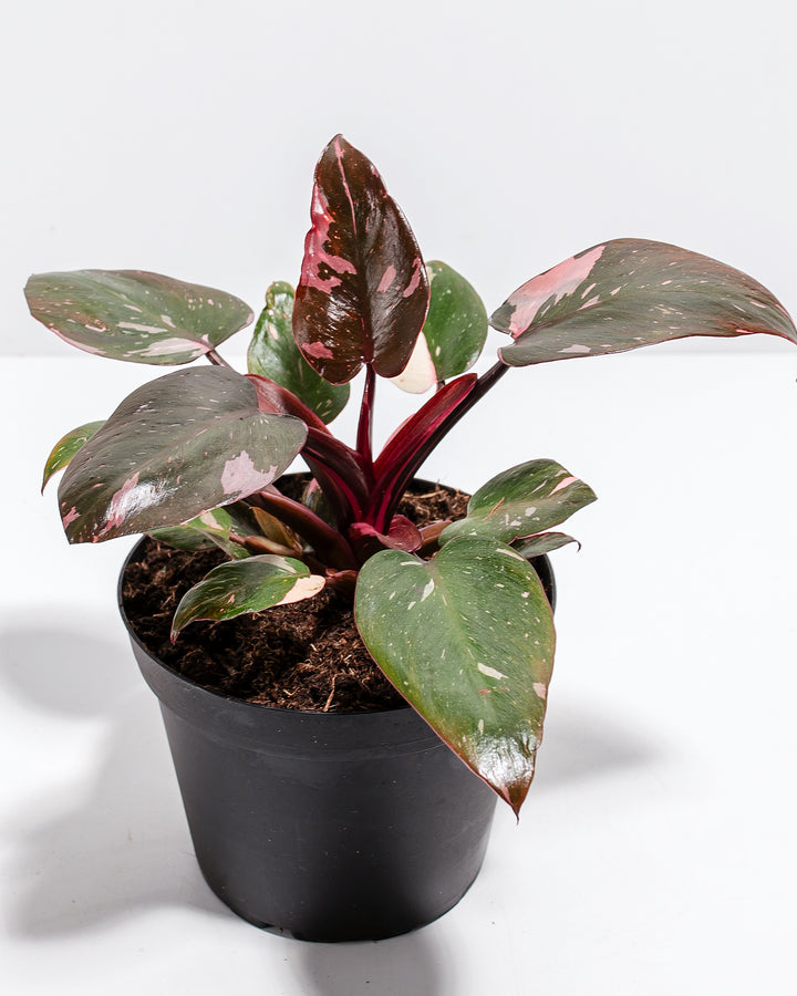 pink princess philodendron temperature Pink Princess Philodendron | Rare Plants