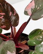 Philodendron Pink Princess Featured Image