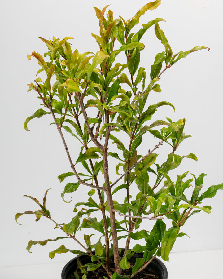 pomegranate house plant Pomegranate Bush for Sale