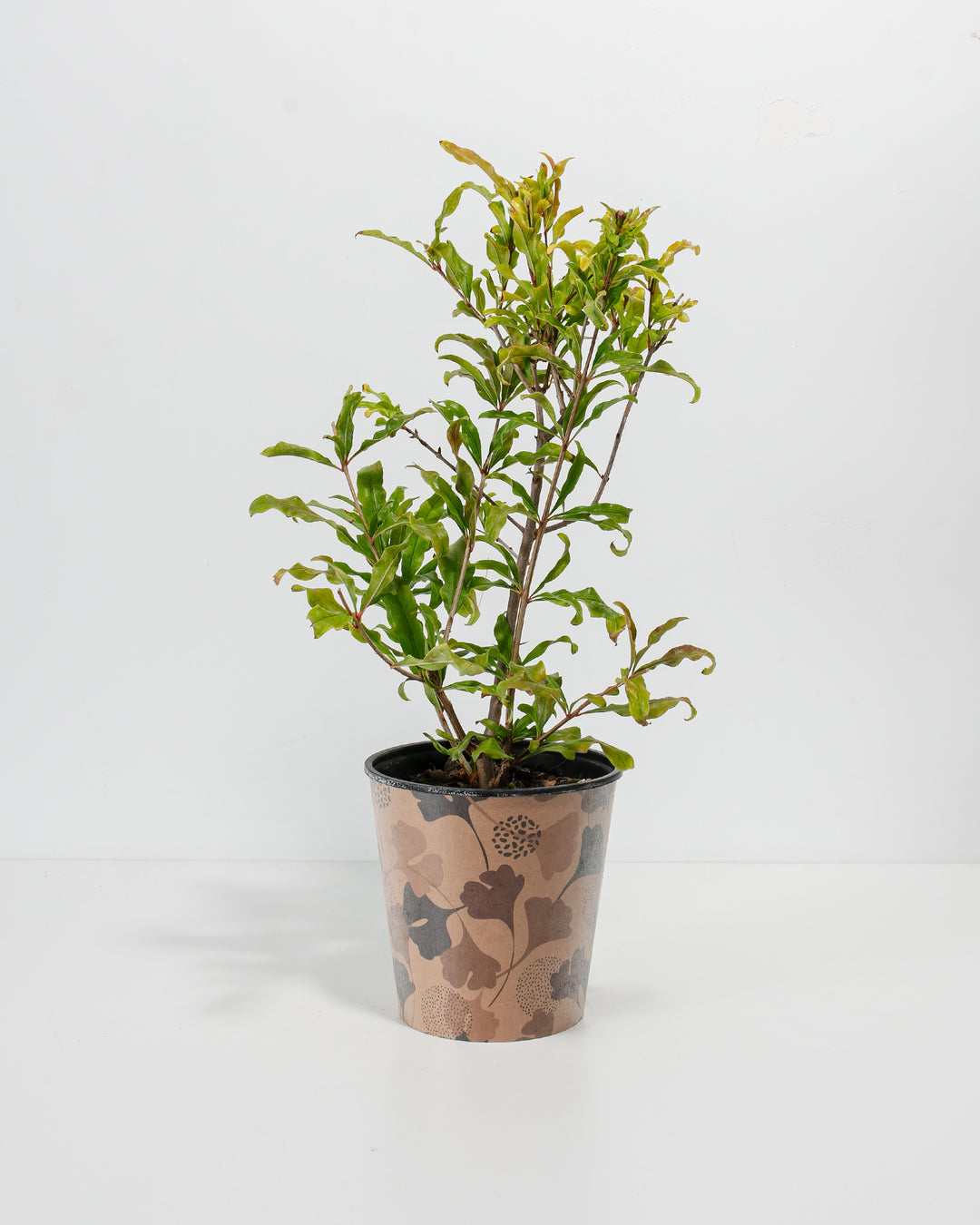 pomegranate house plant Pomegranate Bush for Sale