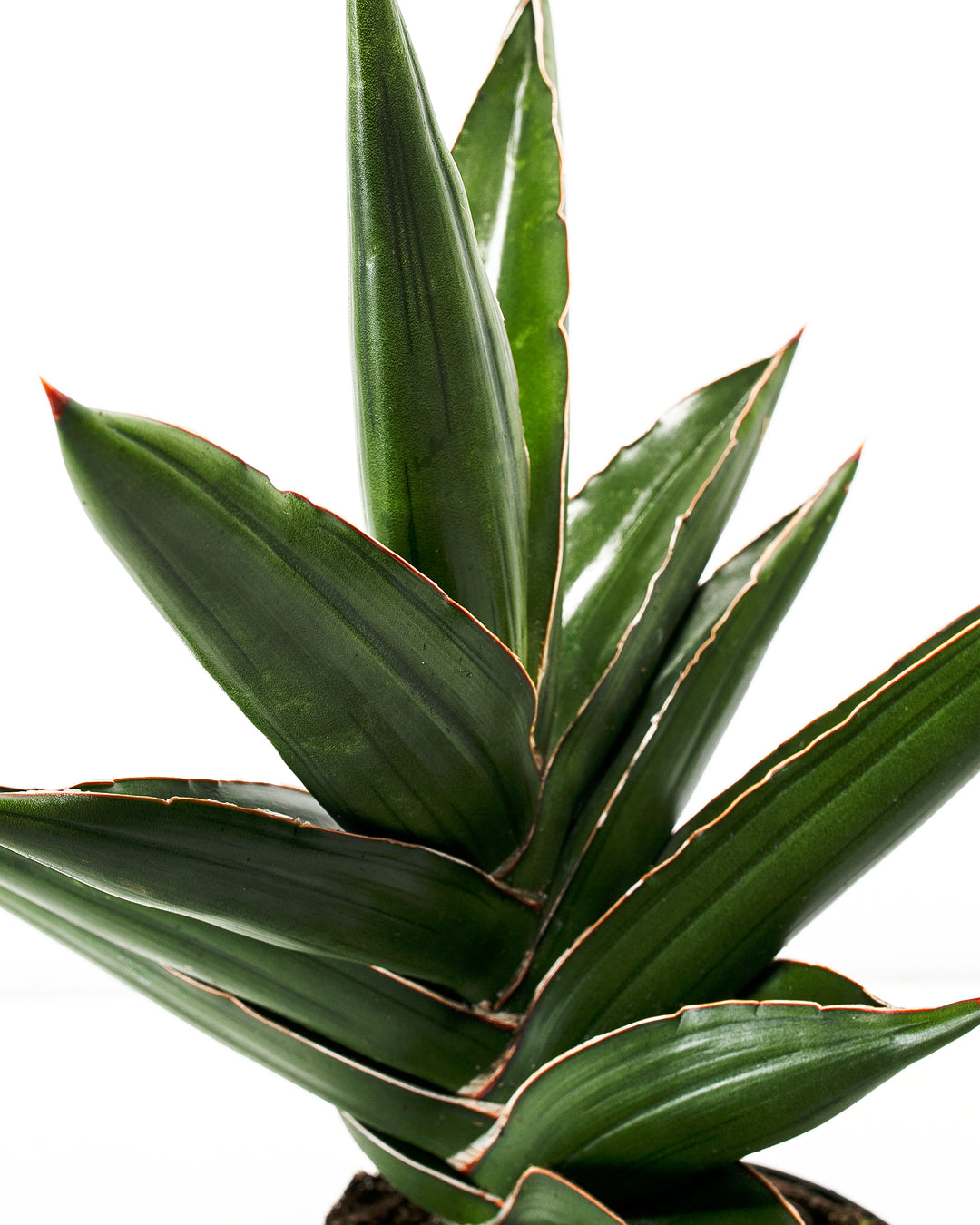 samurai sansevieria Sansevieria Samurai For Sale Including Care Guide