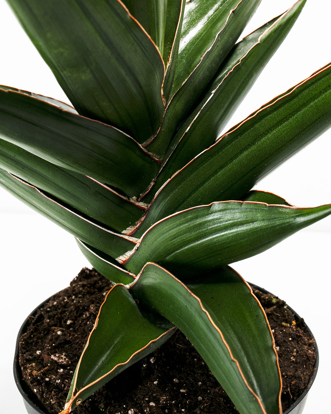 samurai sansevieria care Sansevieria Samurai For Sale Including Care Guide