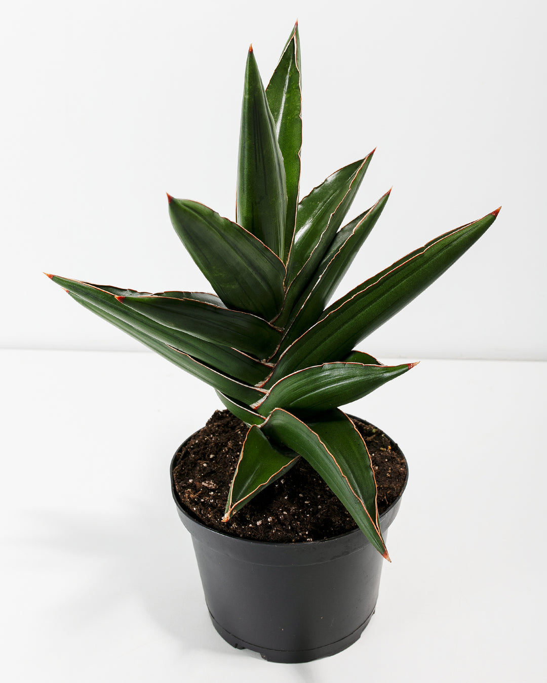 sansevieria samurai for sale Sansevieria Samurai For Sale Including Care Guide