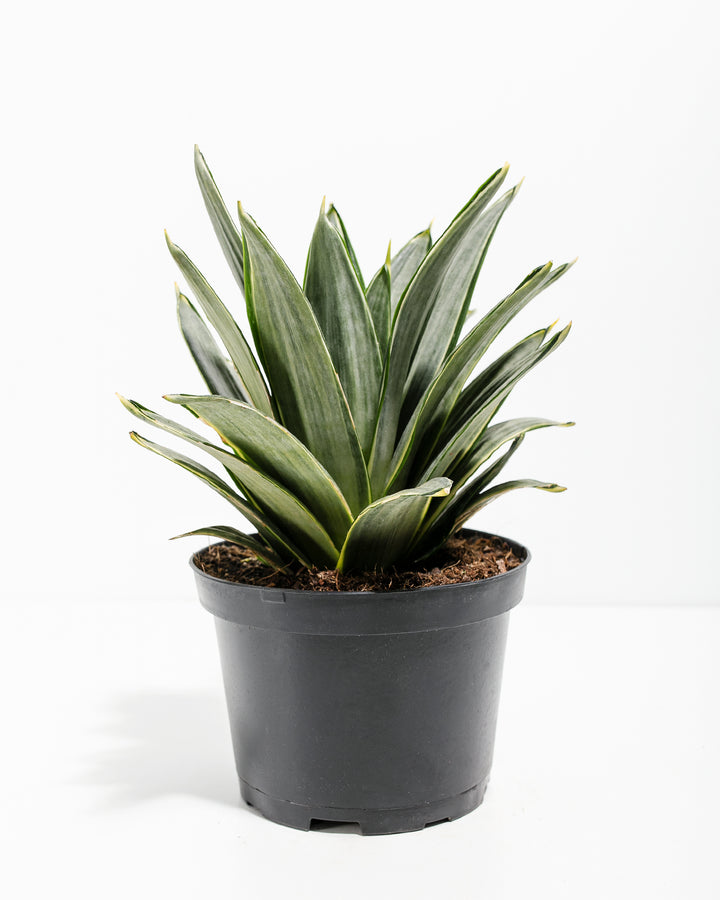 silver queen snake plant care Silver Frost Snake Plant | Easy Care