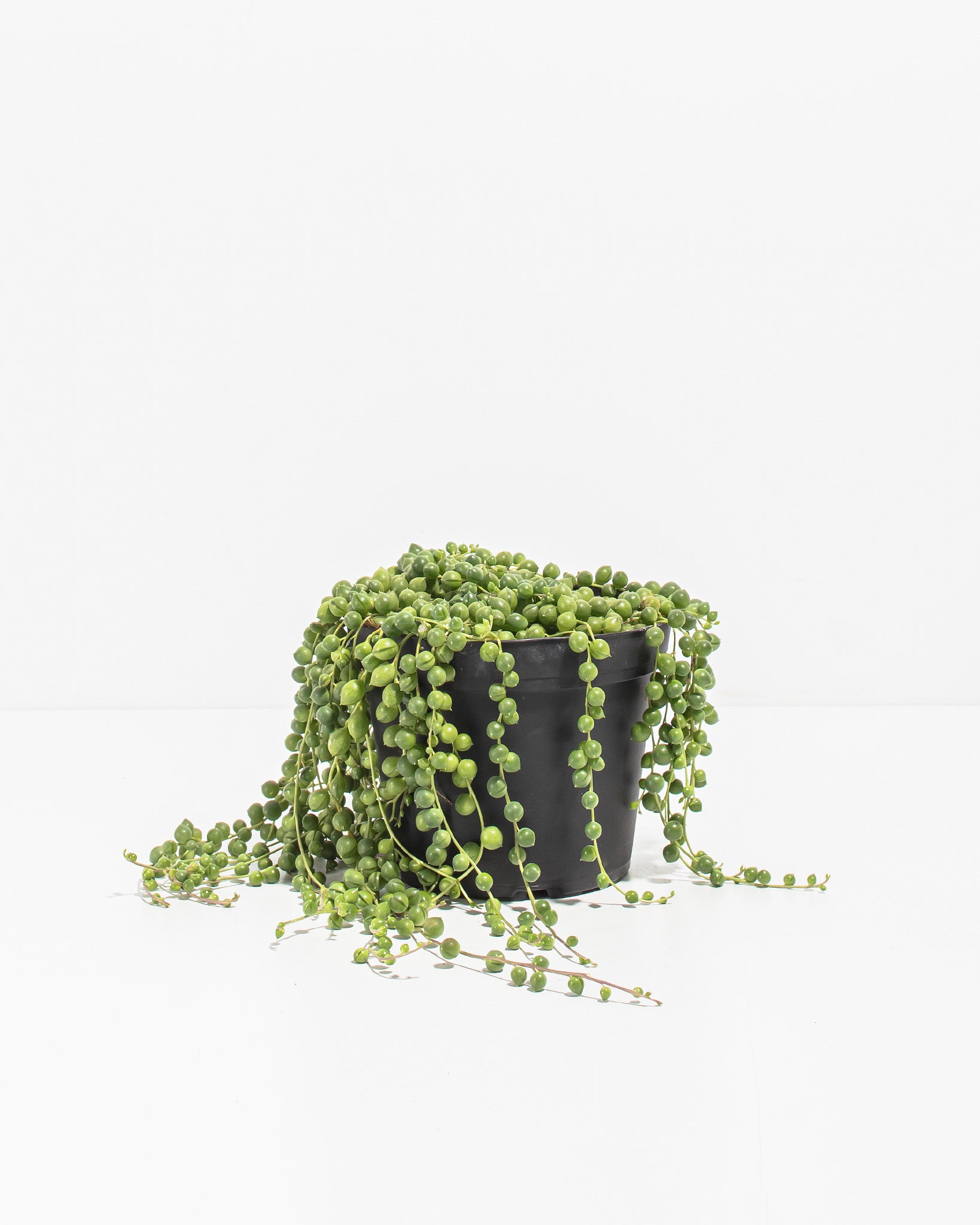 String Of Pearls Cuttings & How To Plant Them / Joy Us garden 
