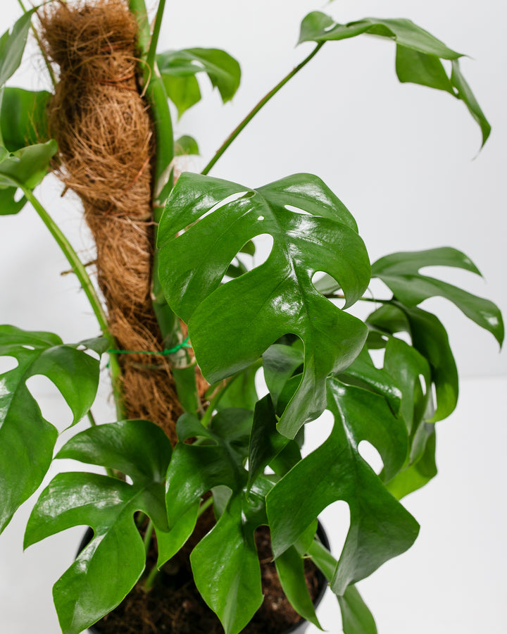 philodendron rhodoaxis Philodendron Ginny w/ Totem | Vines