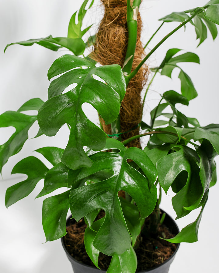 ginny philodendron Philodendron Ginny w/ Totem | Vines