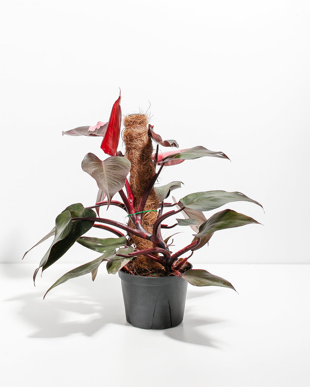 indian princess philodendron Philodendron Pink Princess w/ Totem | Special Rare Indoor Plant